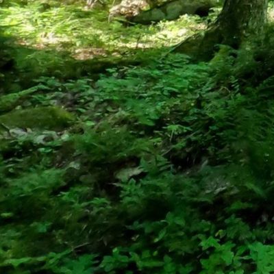 Forest of Wonder - Algonquin, Canada