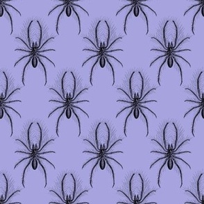 Persian False Spider lilac