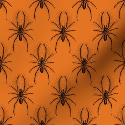 Persian False Spider carrot orange