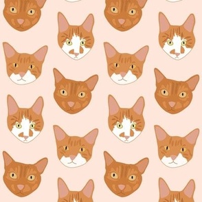 Ginger cats on pink