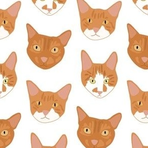 Ginger cats on white