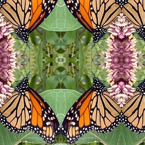 AJ MONARCH BUTTERFLY ON MILKWEED FLOWER ABSTRACT 2-JUMBO-MIRROR