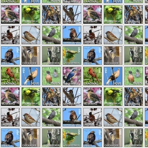 Backyard bird stamps 10x10