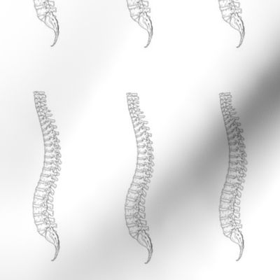 Lateral spine