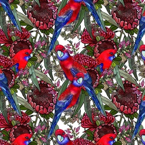 Crimson Rosella Floral Pattern