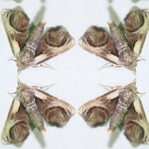 CK EYED PAECTES MOTH-JUMBO-MIRROR