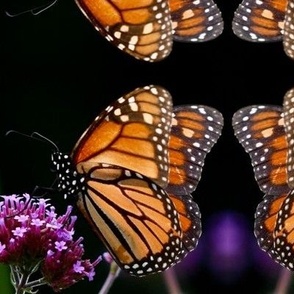 DC MONARCH BUTTERFLY ON PURPLE FLORET-JUMBO-MIRROR