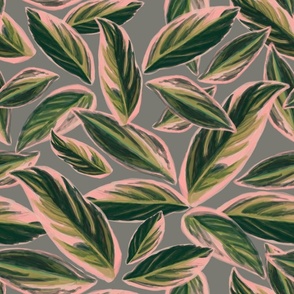 Calathea Leaves Pattern