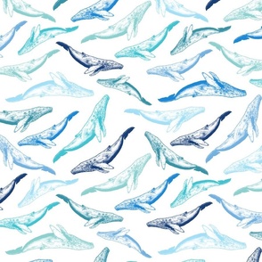 Blue Humpback Whales 