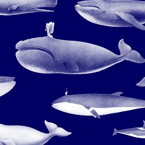 Whales Species Cetacea Mammals in White Pencil on White on Dark Blue
