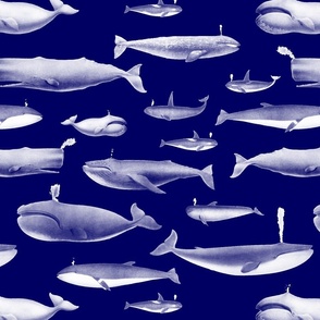 Smaller Whales Species Cetacea Mammals in White Pencil on White on Dark Blue