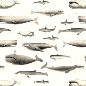 Smaller Whales Species Cetacea Mammals in Vintage Sepia  on White