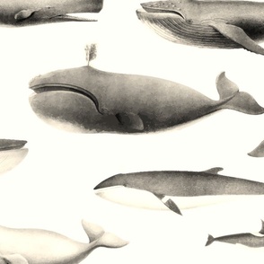 Whales Species Cetacea Mammals in Vintage Sepia  on White