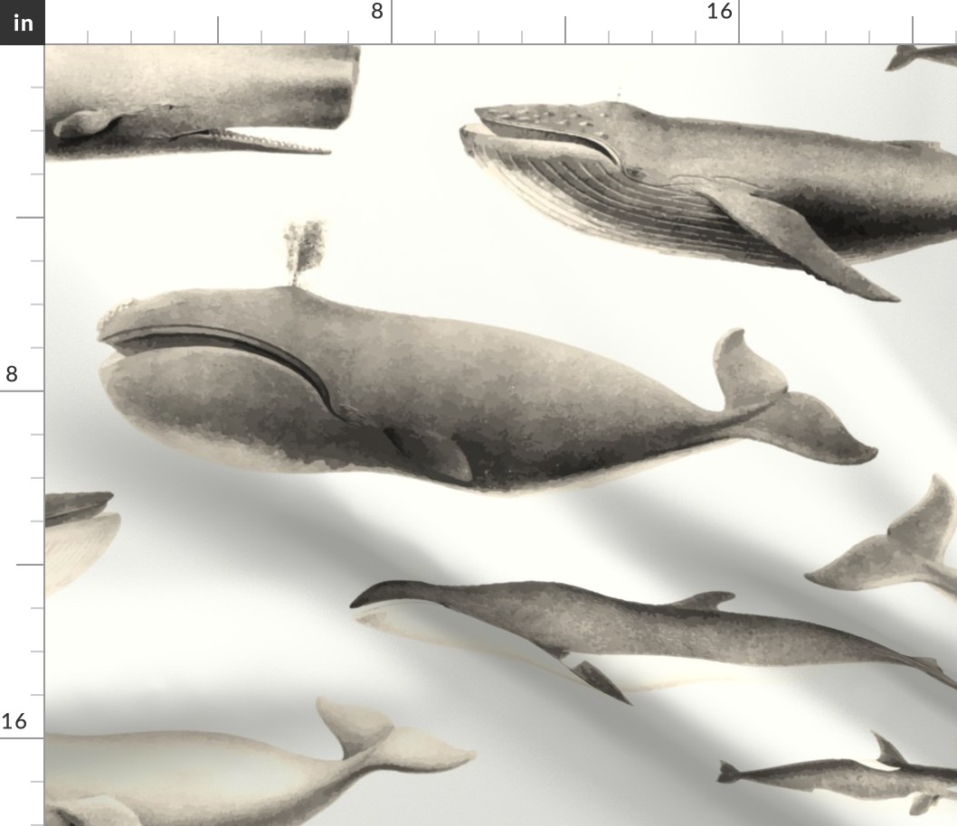 Whales Species Cetacea Mammals in Vintage Sepia  on White