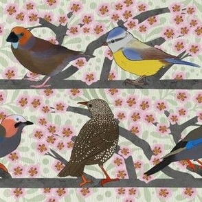 Songbirds Among The Cherry Blossoms