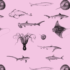 Sharks, Rays, Cephalopods and Squid in Grey Pencil on Pink