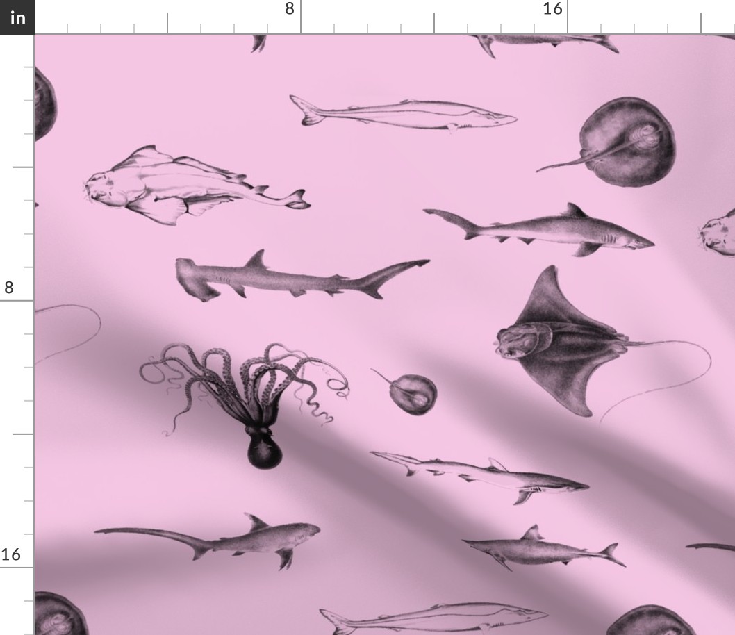 Sharks, Rays, Cephalopods and Squid in Grey Pencil on Pink