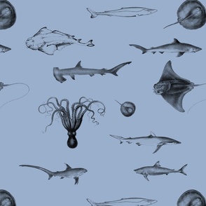 Sharks, Rays, Cephalopods and Squid in Grey Pencil  on Blue