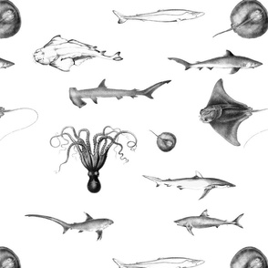 Sharks, Rays, Cephalopods and Squid in Grey Pencil  on White