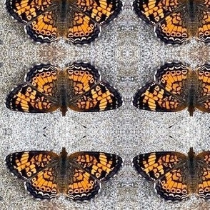 AJ PEARL CRESCENT BUTTERFLY ON GRAVEL-LARGE-MIRROR