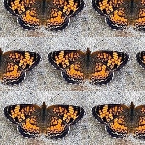 AJ PEARL CRESCENT BUTTERFLY ON GRAVEL-LARGE-HALF BRICK