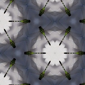 Dragonfly Kaleidoscope