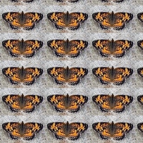 AJ PEARL CRESCENT BUTTERFLY ON GRAVEL-MEDIUM-BASIC