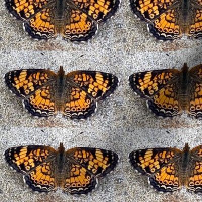 AJ PEARL CRESCENT BUTTERFLY ON GRAVEL-LARGE-BASIC