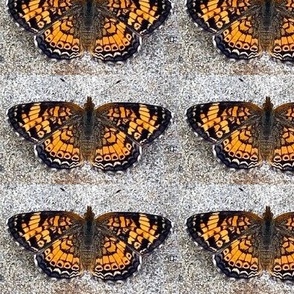 AJ PEARL CRESCENT BUTTERFLY ON GRAVEL-LARGE-BASIC