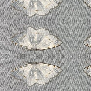 AJ WHITE MOTH WITH BROWN SPOTS & LINES ON GRAY-LARGE-MIRROR