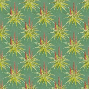 Aloes in green small