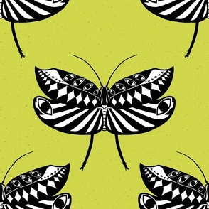 Circus Moth