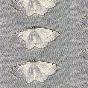 AJ WHITE MOTH WITH BROWN SPOTS & LINES ON GRAY-LARGE-HALF DROP