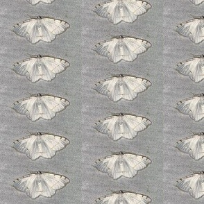 AJ WHITE MOTH WITH BROWN SPOTS & LINES ON GRAY-MEDIUM-HALF DROP