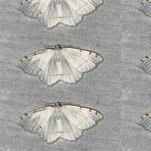 AJ WHITE MOTH WITH BROWN SPOTS & LINES ON GRAY-LARGE-BASIC