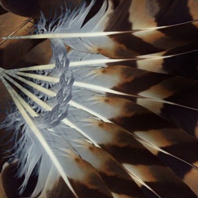 Hawk Feathers