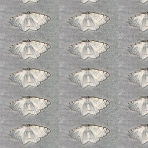AJ WHITE MOTH WITH BROWN SPOTS & LINES ON GRAY-MEDIUM-BASIC