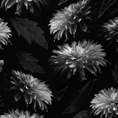 Dahlia Blooms in Black and White (small scale) 