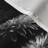 Dahlia Blooms in Black and White (small scale) 