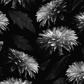 Dahlia Blooms in Black and White (large scale) 