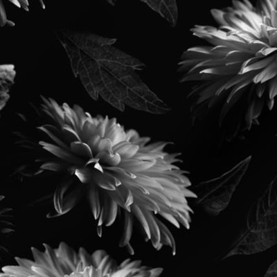 Dahlia Blooms in Black and White 