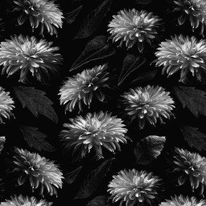 Dahlia Blooms in Black and White 