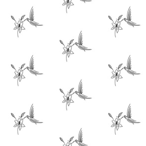 Hummingbirds black and  white