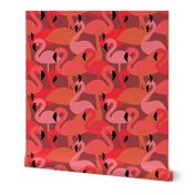 Flamingos