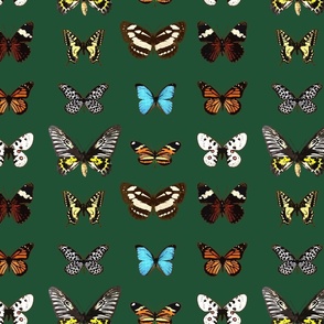 The Butterflies, Sherwin Williams Shamrock 6454