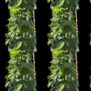 Hops Tower