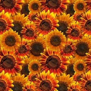 Sunflowers From My Garden, Orange and Yellow Flowers