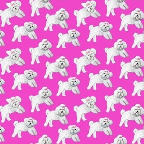 White dogs or puppies // Bolognese dogs  or Bichon Frise puppies on Magenta Pink