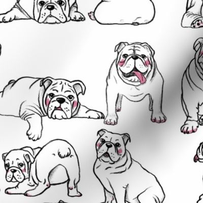 Black outline english bulldogs on white. Handdrawn pencil drawn dogs. Funny dogs.