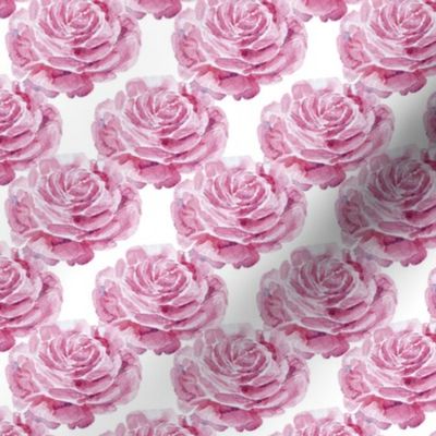 Roses Romantic Vibe // normal scale // white background // roses // pink roses // victorian garden // roses garden // lovely valentin 